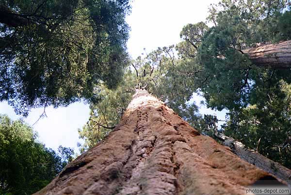 photo de tronc sequioa géant
