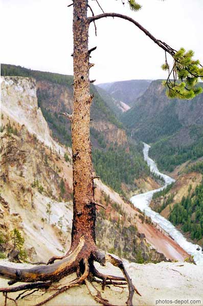 photo d'arbre devant yellowstone river