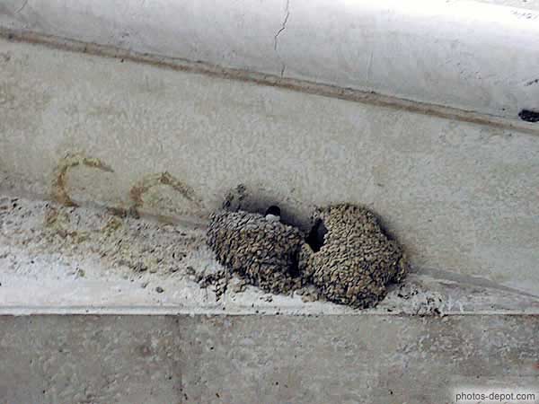 photo de nids d'hirondelles