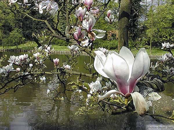 photo de fleurs de magnolia