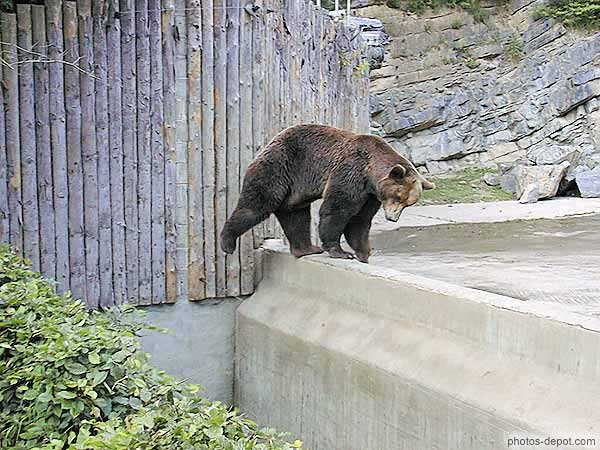 photo de danse de l'ours brun