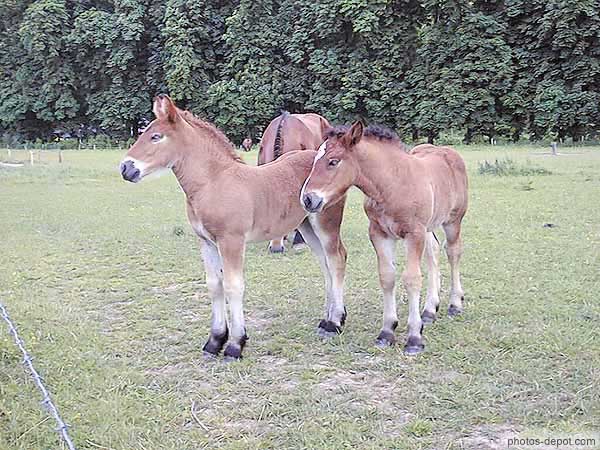 photo de cheval de Przewalski originaire des steppes ou tarpans