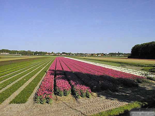 photo de rangées de tulipes roses