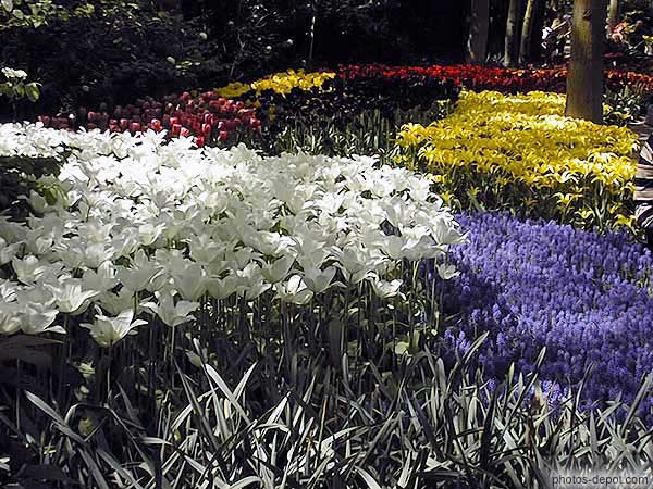 photo de jardins de tulipes