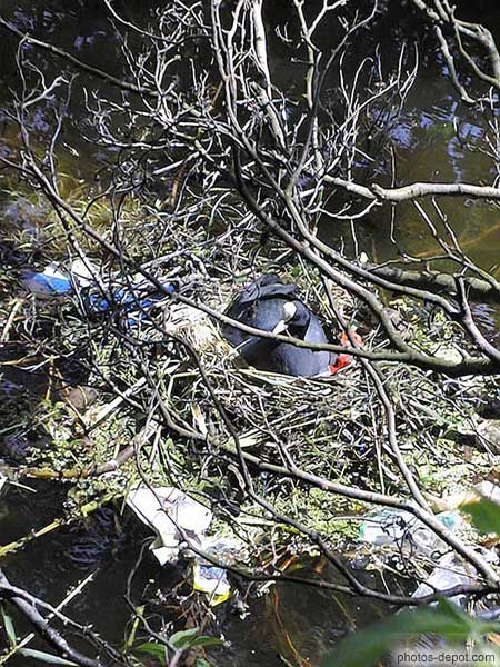 photo de nid sur l'eau