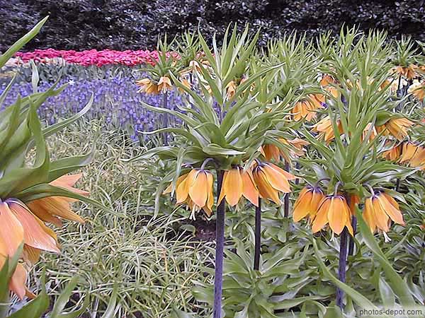 photo de Fritillaria imp. the premier