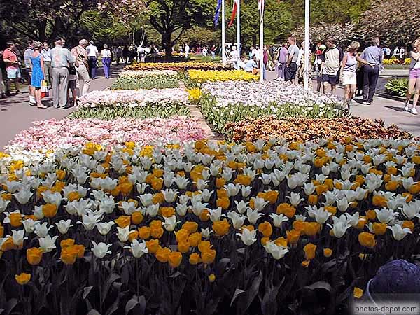 photo de jardins tulipes jaunes et blanches