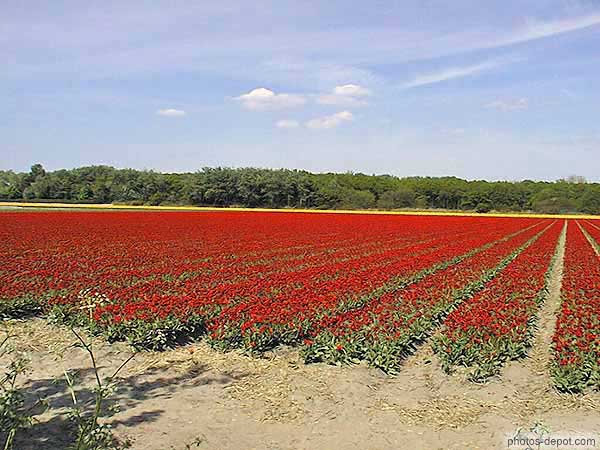 photo de rangées de tulipes rouge