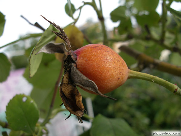 photo de fruit du rosier, le cynorrhodon