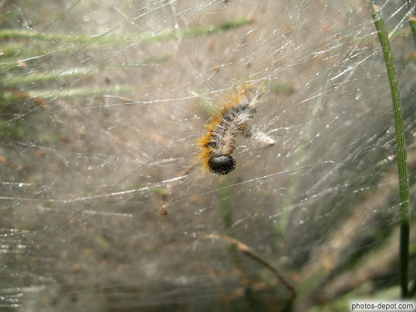photo de chenille dans les fils de sa toile
