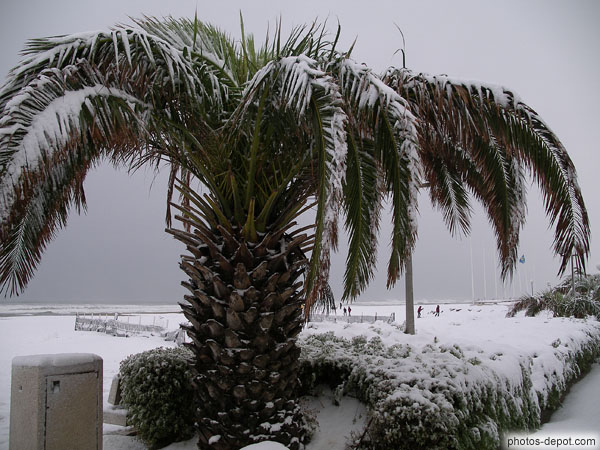 photo de palmier sous la neige