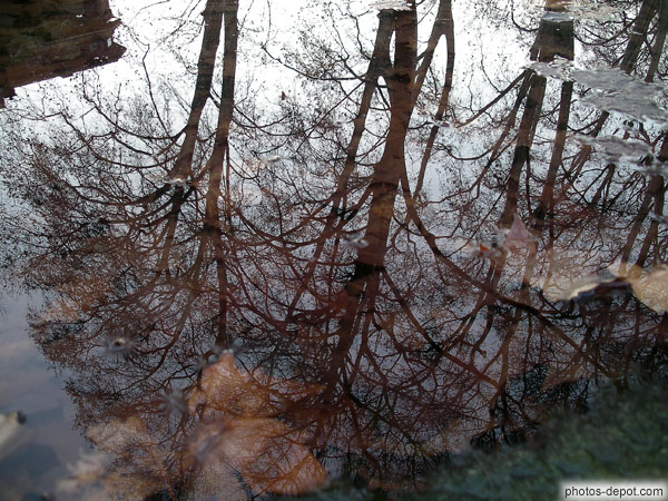photo d'arbres se reflettant dans l'eau