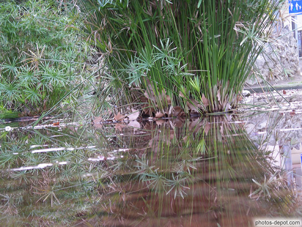 photo de reflets bambous dans le bassin