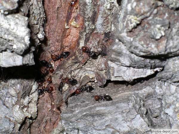 photo de fourmis sur l'arbre