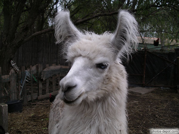 photo de tête de Lama blanc aux oreilles dressées