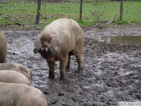 photo de cochon dans la boue