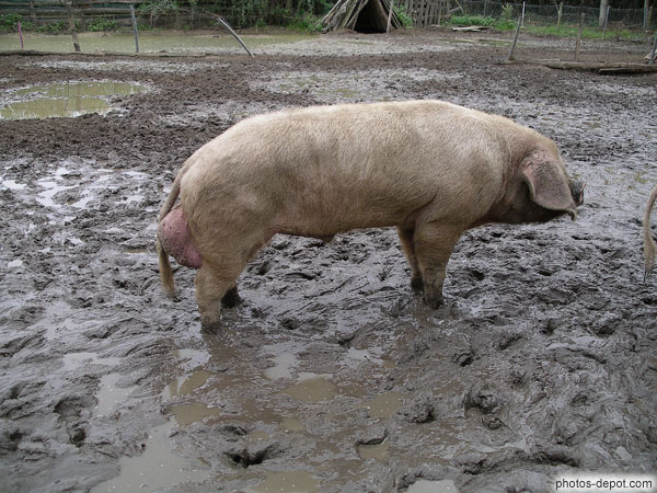 photo de gros Cochon aux testicules enflées