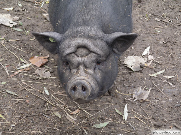 photo de cochon noir du Vietnam