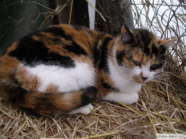 Chat tricolore dans la paille