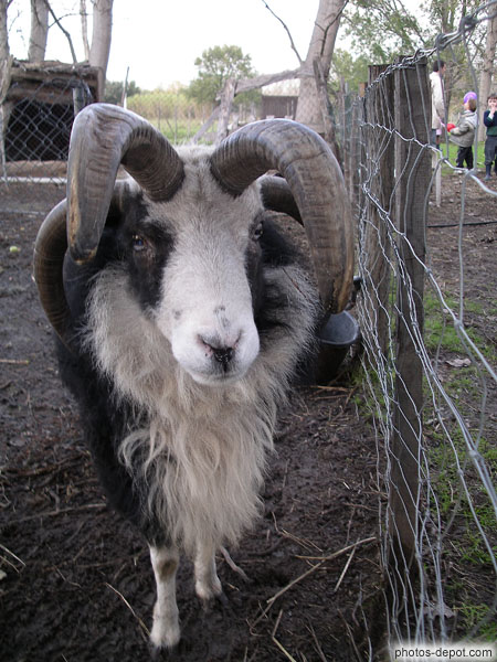 Bouc aux cornes retournées