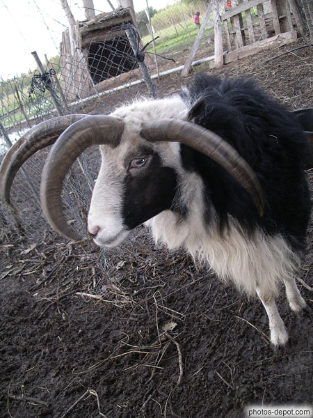 Bouc aux longs poils noir et blanc et 4 grandes cornes