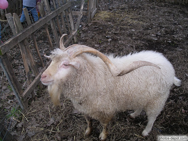 Bouc aux longues cornes recourbées et poils blancs bouclés