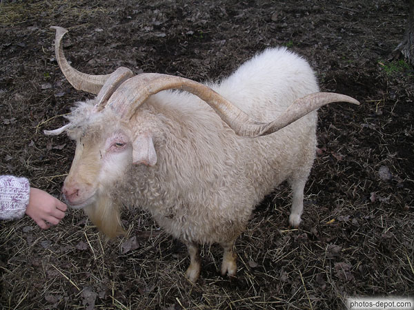 Bouc aux poils bouclés