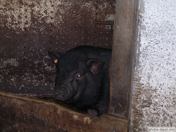 photo de Cochon noir à la fenêtre
