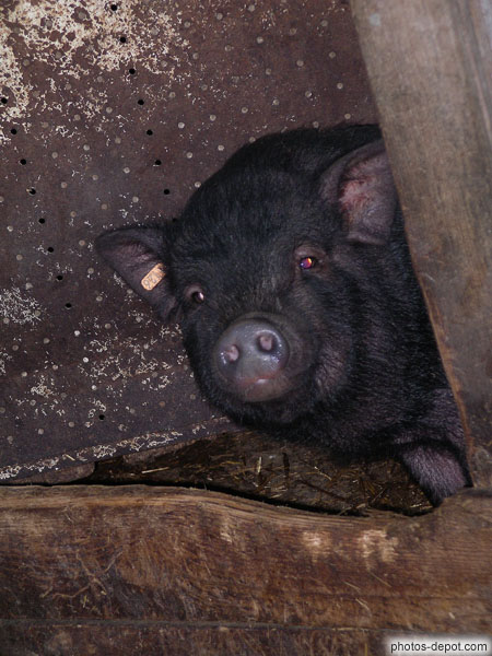 photo de tête de cochon noir