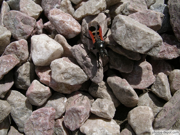 photo d'insecte aux ailes tachetées de noir et bords rouges
