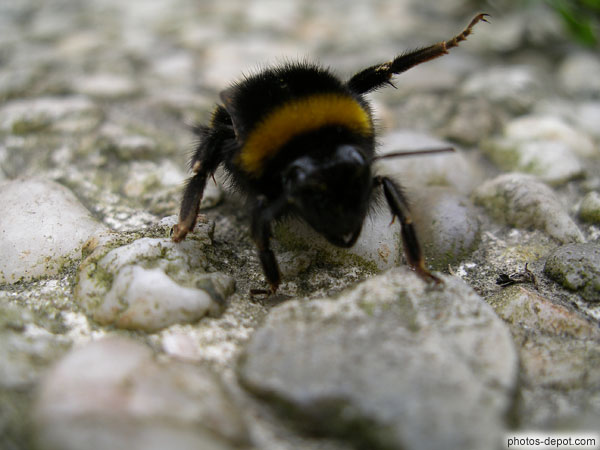 Bourdon patte levée