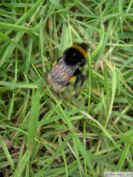 Bourdon dans l'herbe