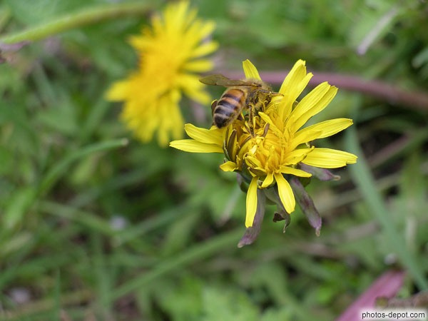 Abeille sur pleur de pissenlit