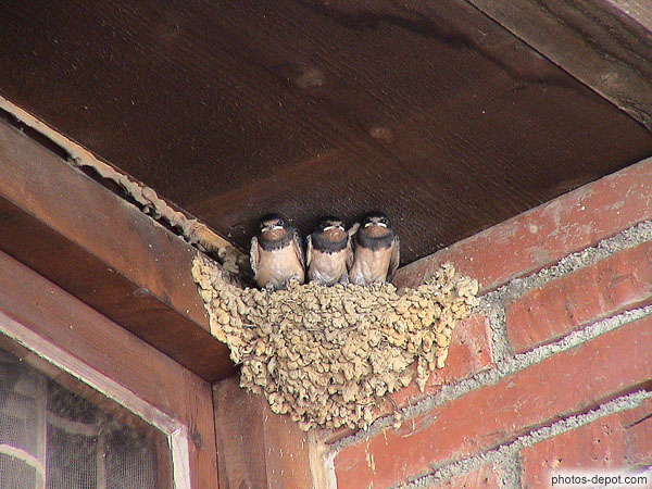 Nid d'hirondelles