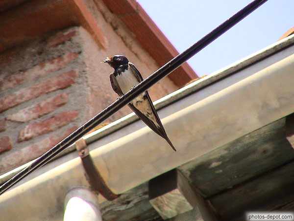 photo d'insecte dans le bec, l'hirondelle va nourrir ses petits