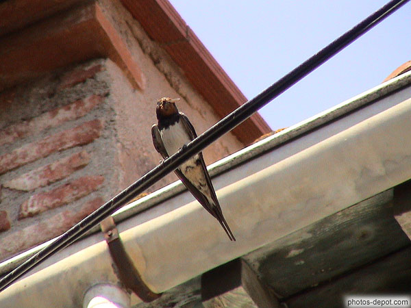 photo d'hirondelle insecte au bec