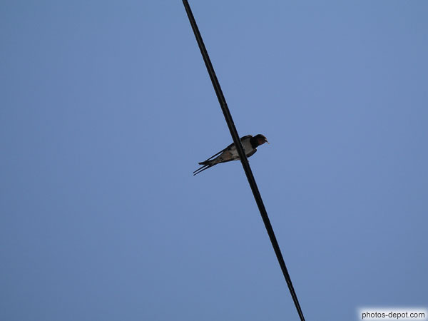 photo d'hirondelle sur un fil