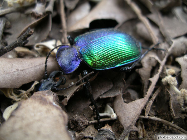 photo de coléoptère au dos bleu vert argenté