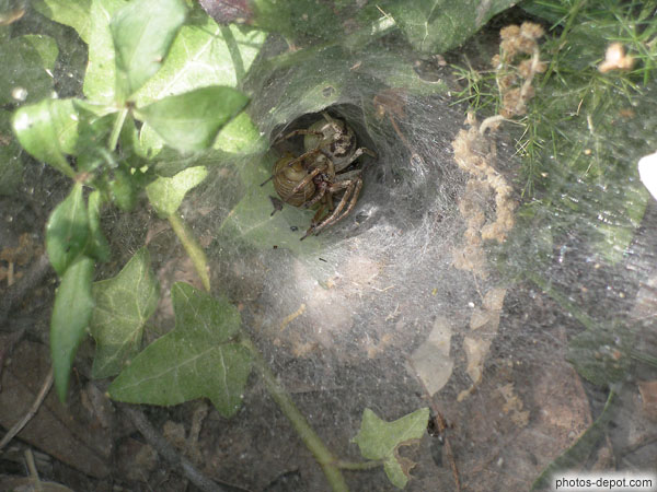 photo d'araignée dans son nid