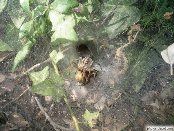 photo d'araignée et sa proie sur sa toile