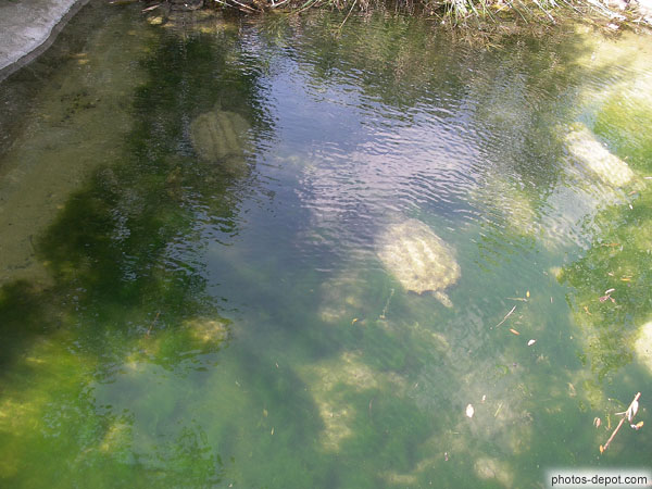 photo de 2 tortues alligator sous l'eau