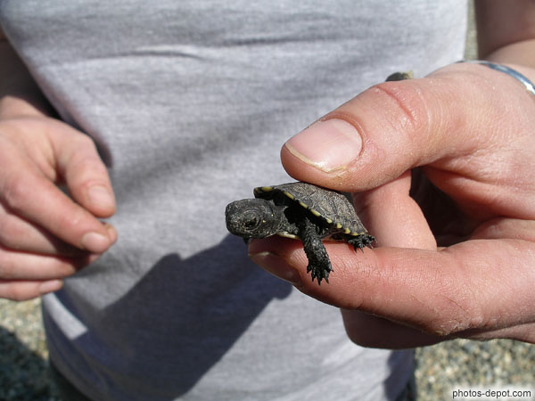 photo de Bébé Cistude d'Europe dans la main