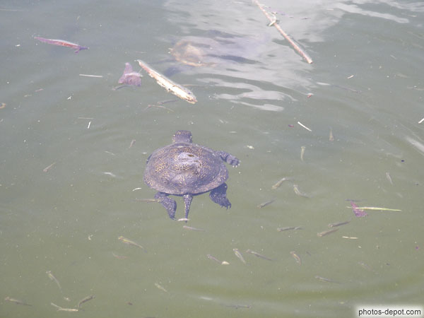 photo de nage de la tortue Cistude
