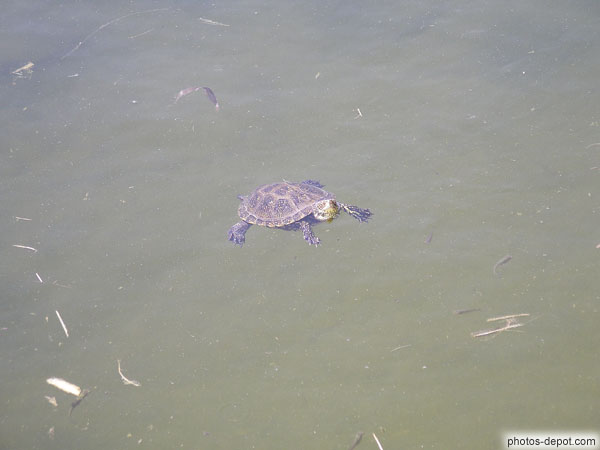 photo de tortue Cistude dans l'eau