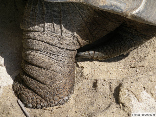 photo de pied Tortue elephantine d'Aldabra