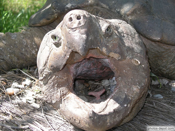 photo de la langue de la tortue alligator est prise pour un ver par les poissons qui se jettent dans sa bouche