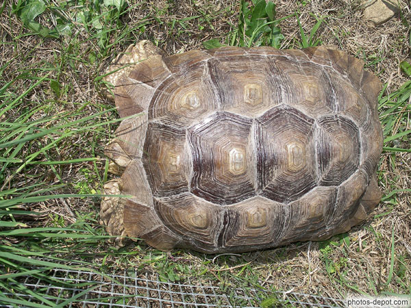 photo de Carapace de tortue géante, Vallée des tortues