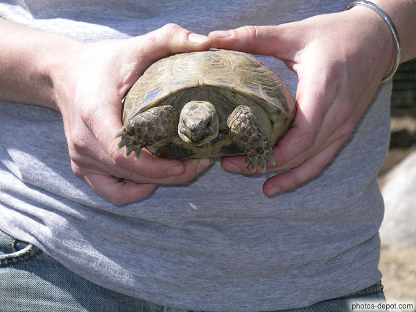 photo de petite tortue dans la main, Vallée des tortues