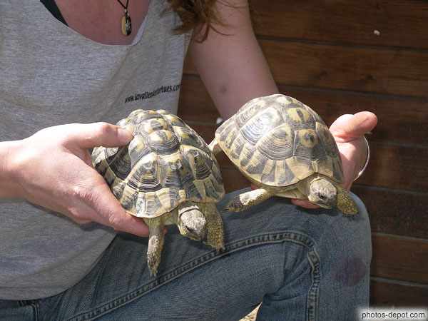 Tortues jumelles