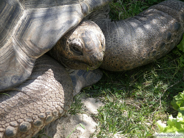 Tortue éléphantine